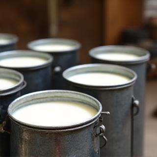 Bidons de lait frais de brebis prêts à être transformés.